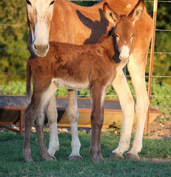 Colt 10 of 2022 Colt 10 of 2022