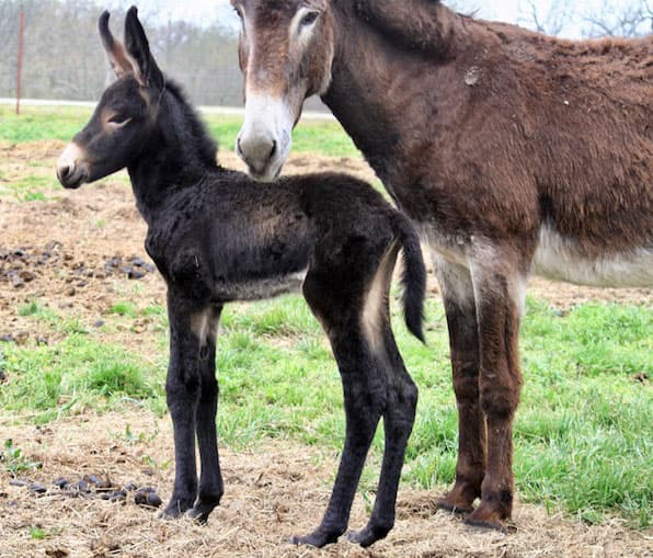 Colt 1 of 2022 Colt 1 of 2022