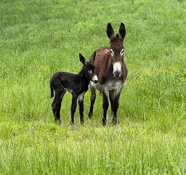 Colt 2 of 2022 Colt 2 of 2022