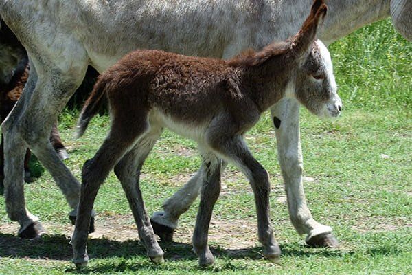Colt 5 of 2022 Colt 5 of 2022