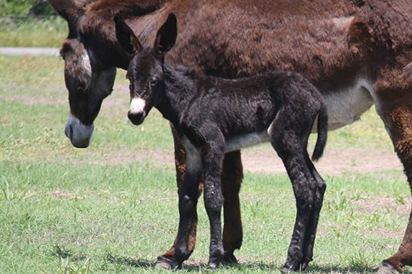 Colt number 4 of 2022 Colt number 4 of 2022
