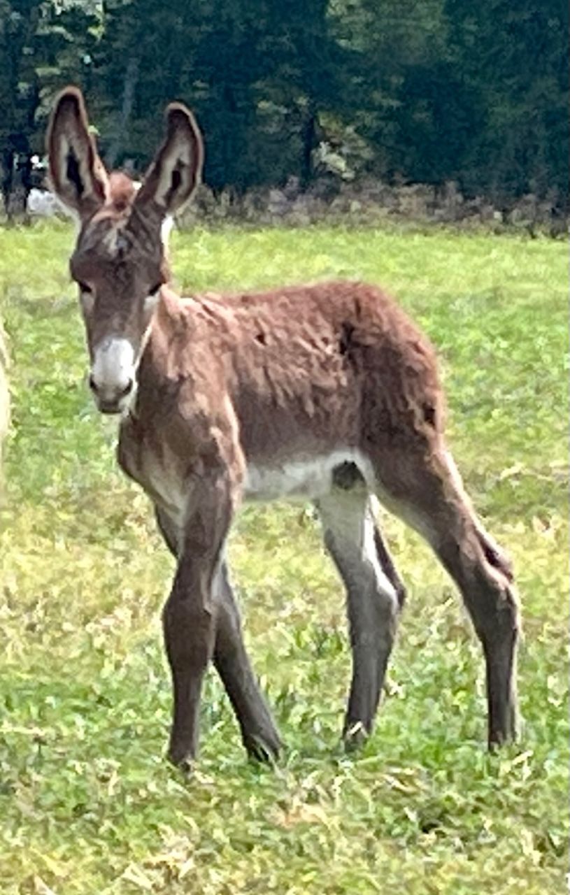 Click for a closer look: foal #17 of 2023 Foal #17 of 2023