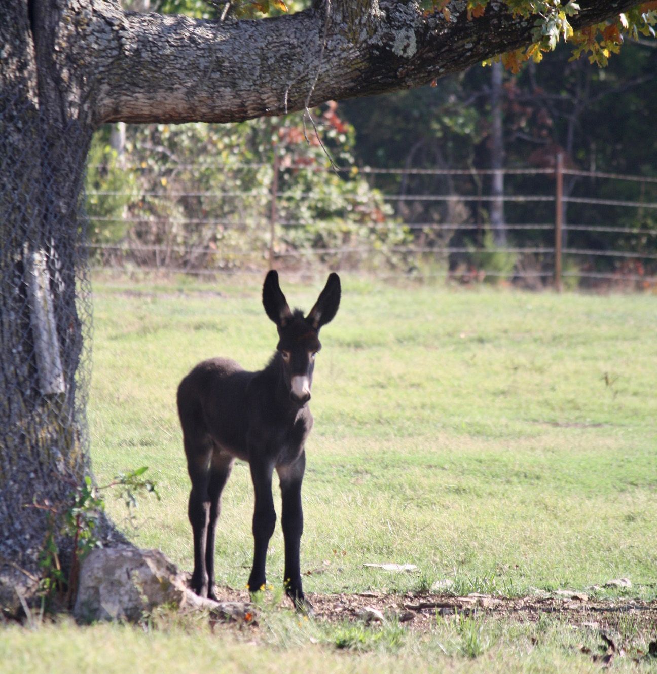 Click for a closer look: foal #18 of 2023 foal #18 of 2023