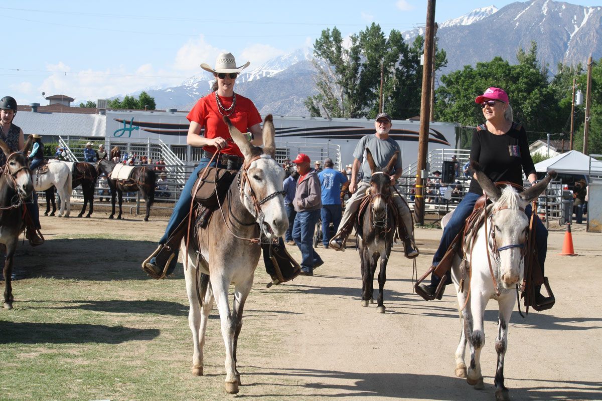 Bishop Mule Days photo, May, 2023