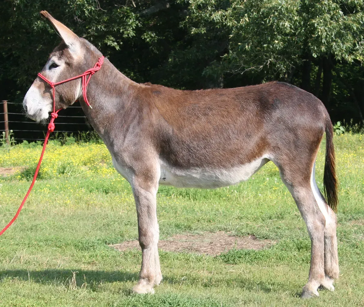 Ginger saddle donkey photo, 2023 Ginger saddle donkey photo, 2023