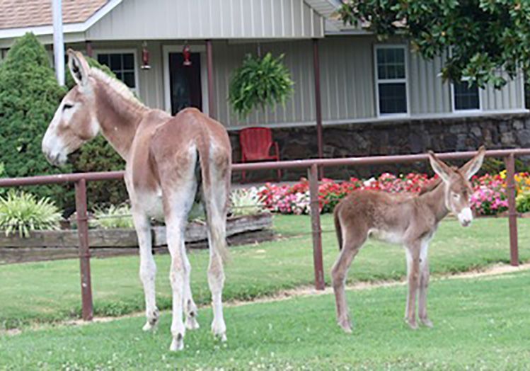 Foal 11 of 2023 Foal 11 of 2023