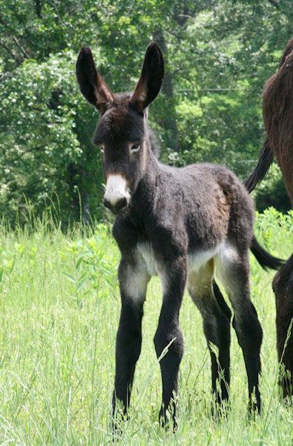 Foal 3 of 2023 Foal 3 of 2023