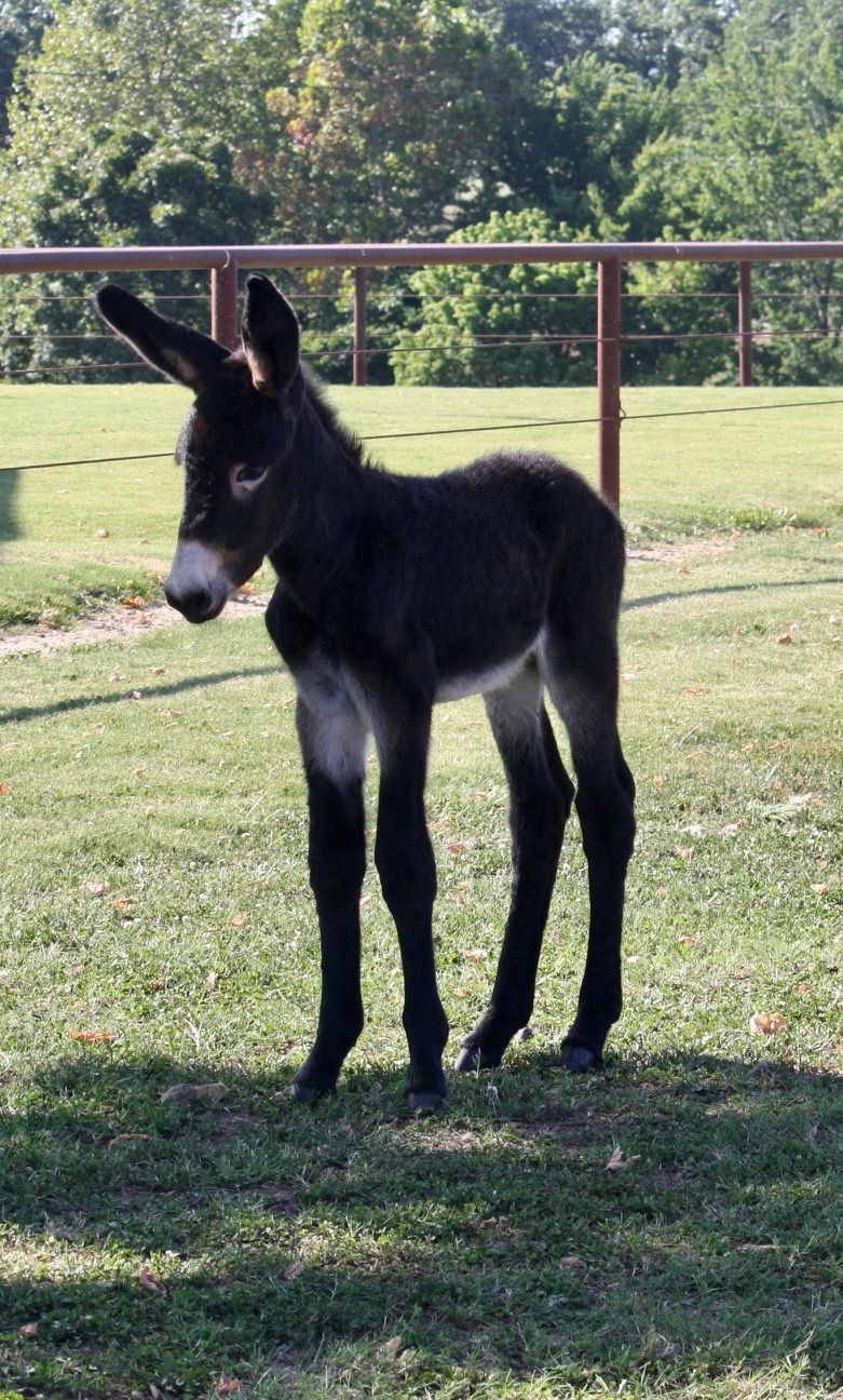 Click for a closer look: foal #12 of 2023 Foal #12 of 2023