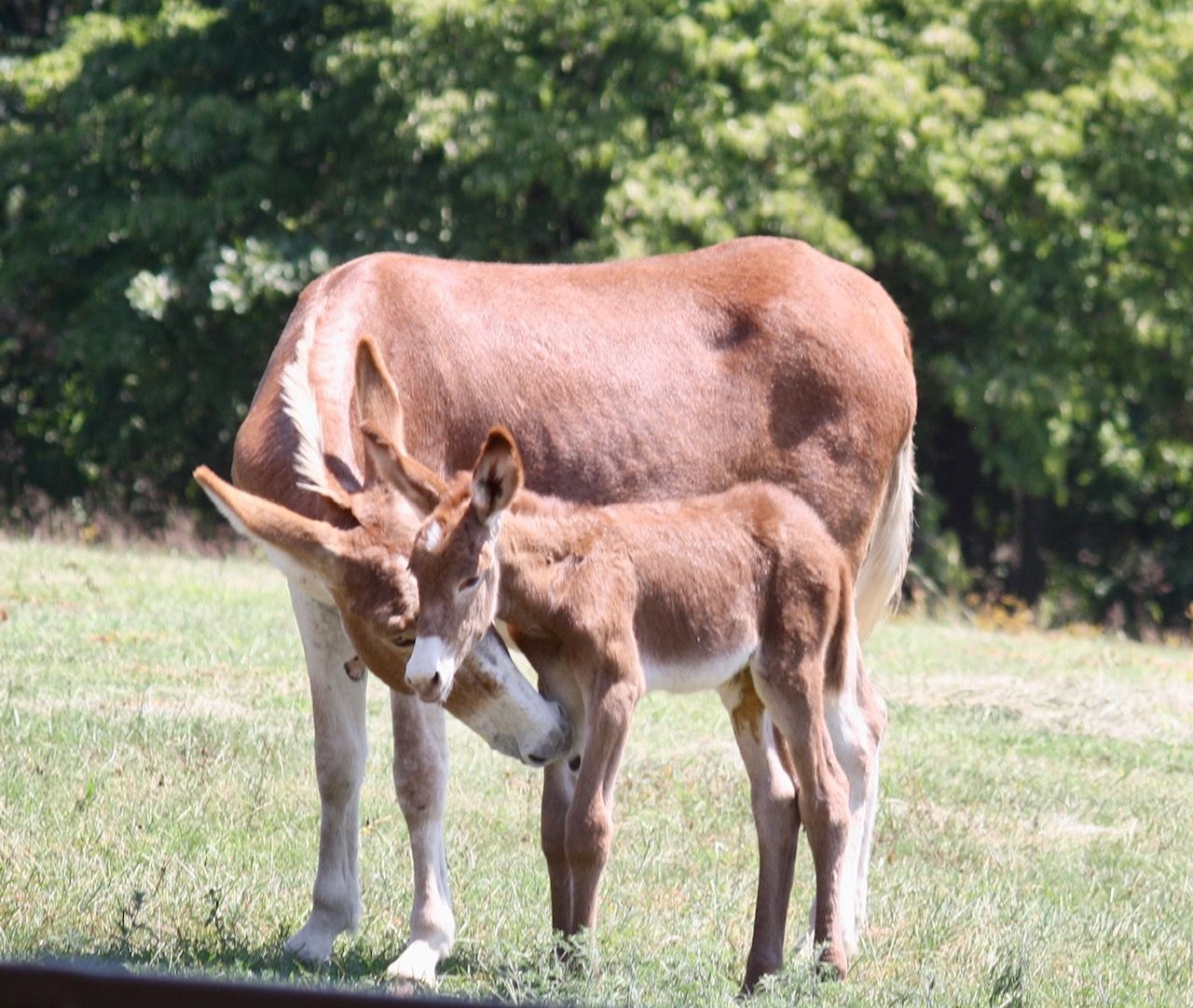 Click for a closer look: foal #13 of 2023 Foal #13 of 2023