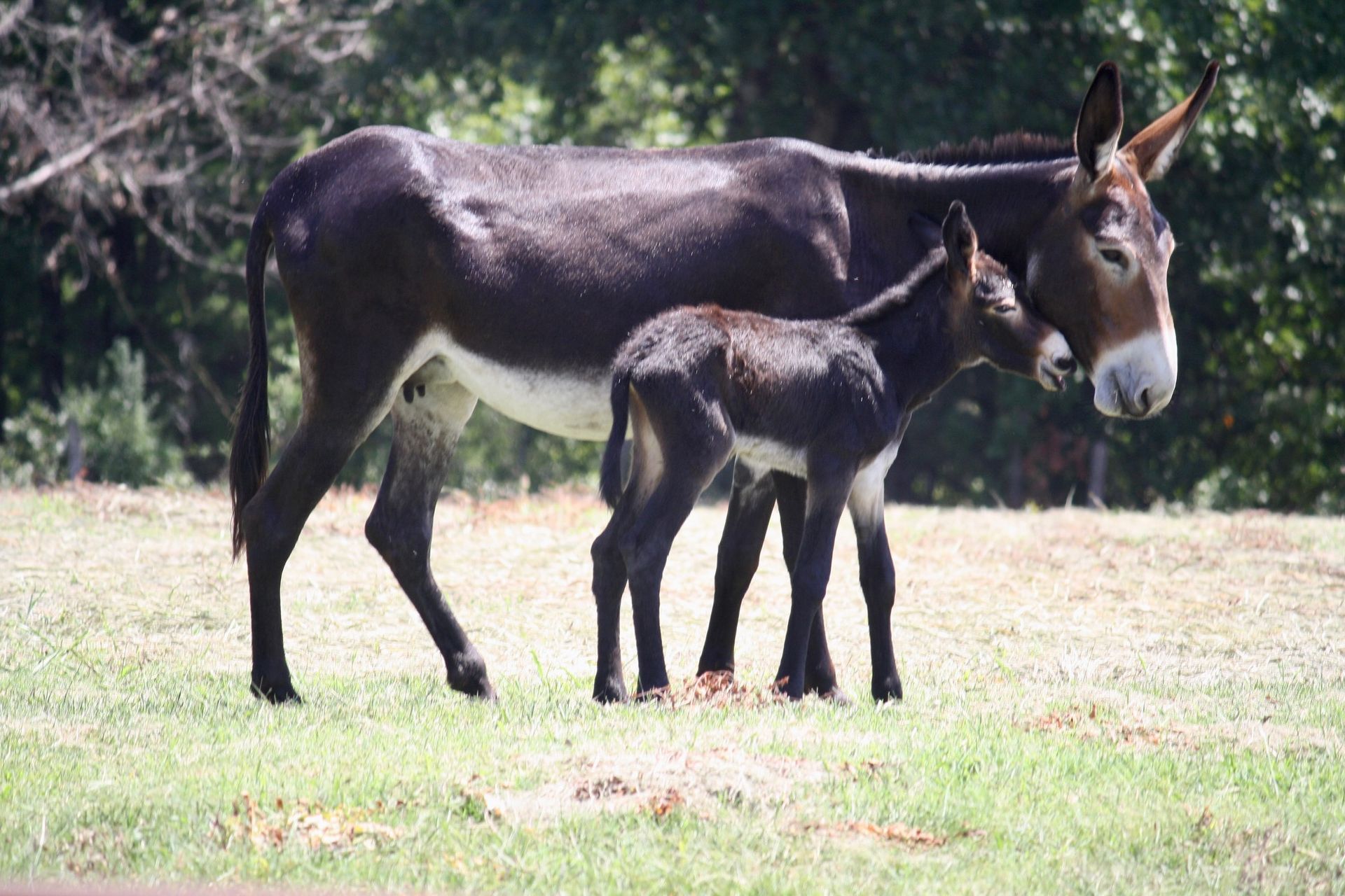 Click for a closer look: foal #14 of 2023 foal #14 of 2023