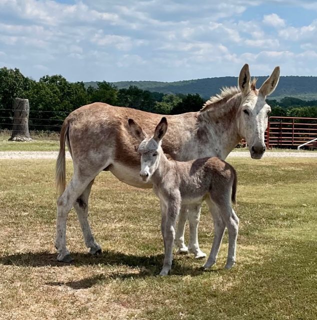 Foal 15 of 2023 Foal 15 of 2023