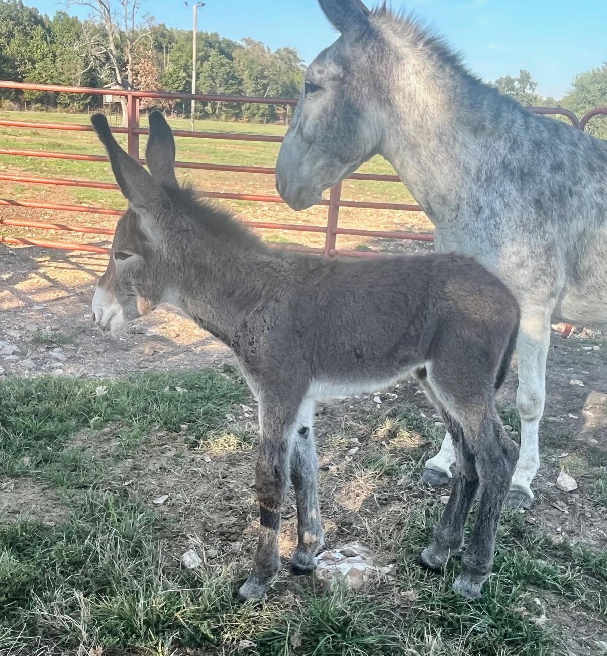 Click for a closer look at foal 19 of 2023 Foal 19 of 2023
