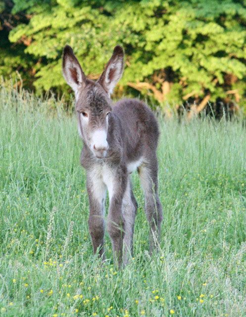 Foal 4 of 2023 Foal 4 of 2023