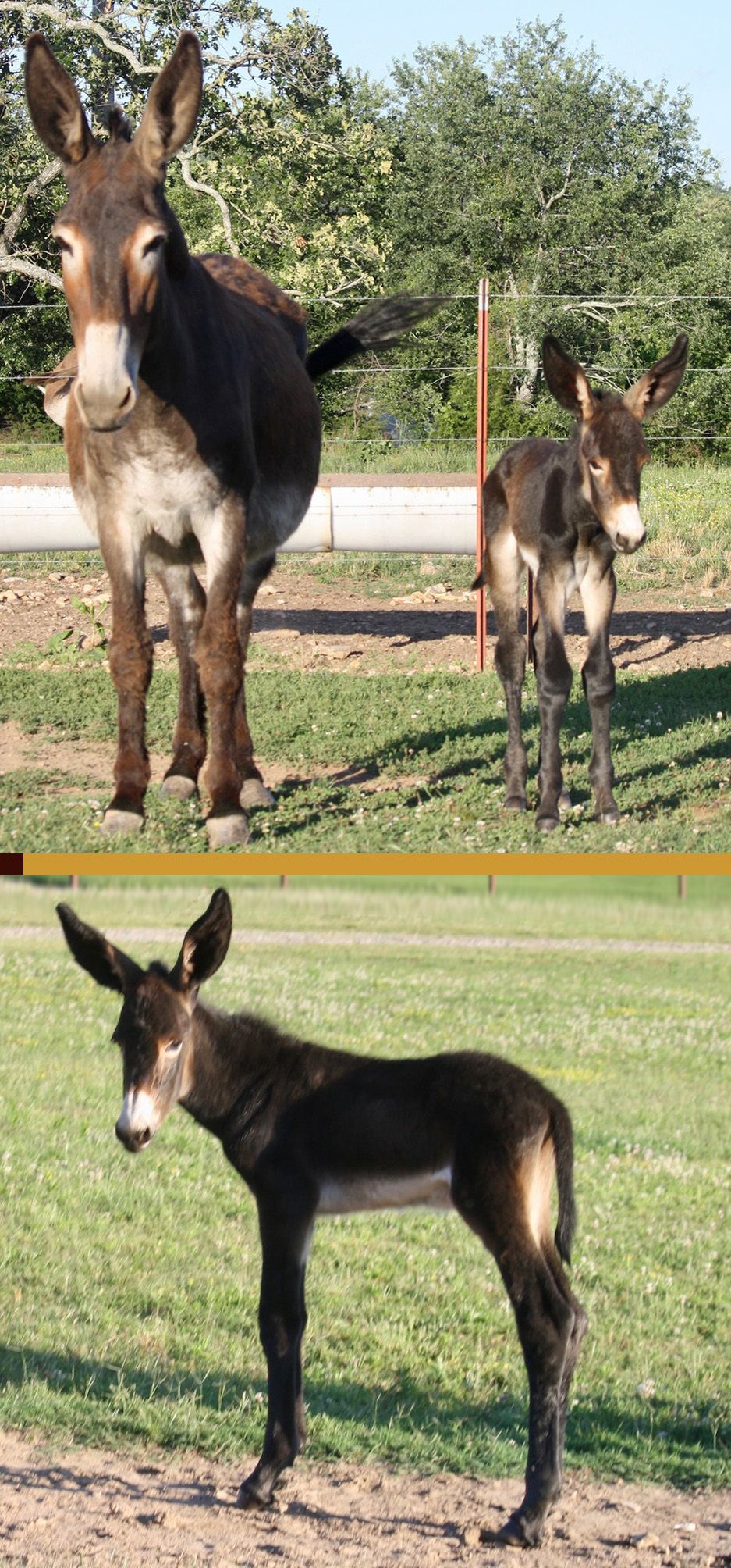 Foal #9 of 2023 Foal #9 of 2023