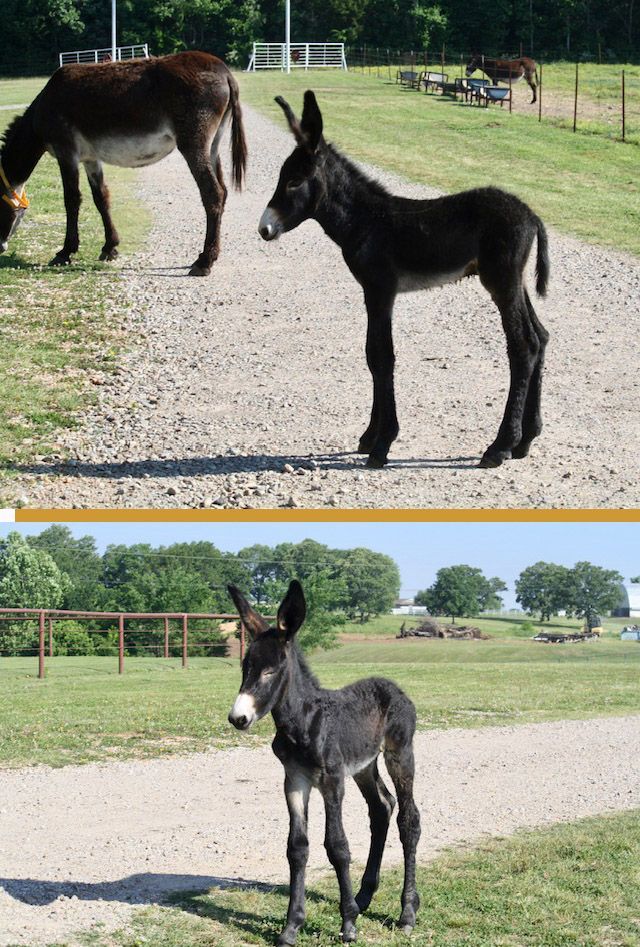 Foal #8 of 2023 Foal #8 of 2023