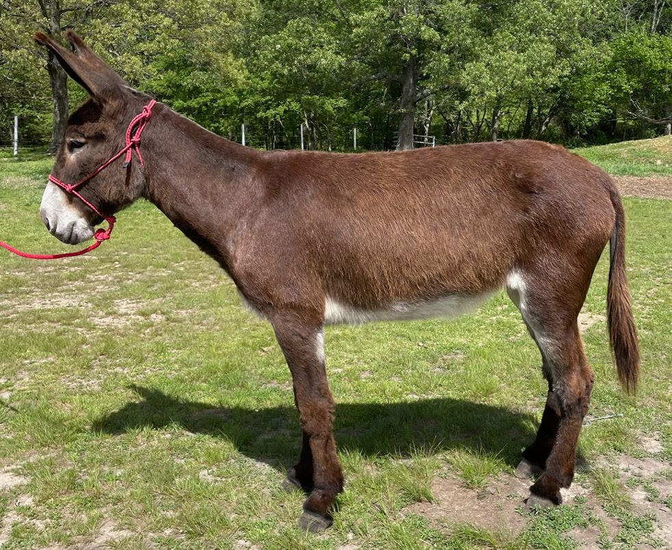 Cocoa riding donkey photo, 2024