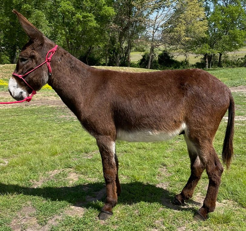 Festus saddle donkey photo, 2024