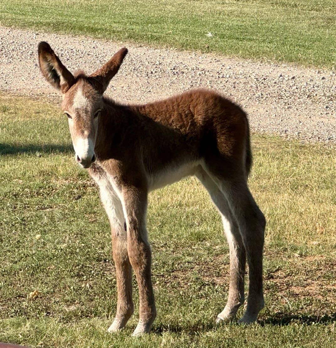 Click for a closer look at foal 7 of 2024 Foal 7 of 2024