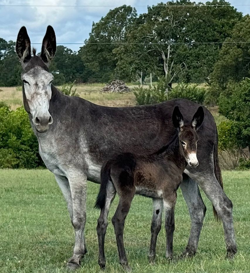 Click for a closer look: Foal #6 of 2024 Foal #6 of 2024