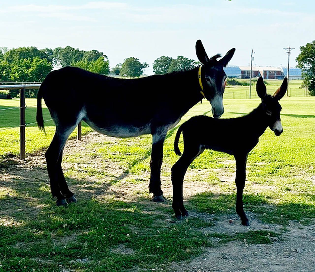 Click for a closer look: foal #2 of 2024 foal #2 of 2024
