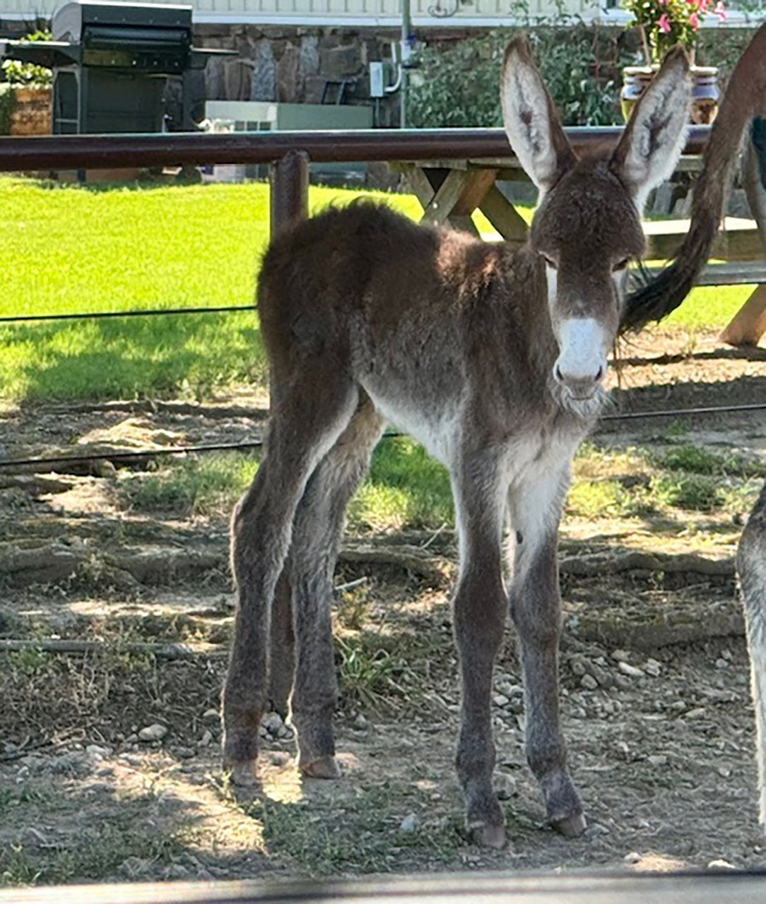 Click for a closer look at foal 3 of 2024 Foal 3 of 2024