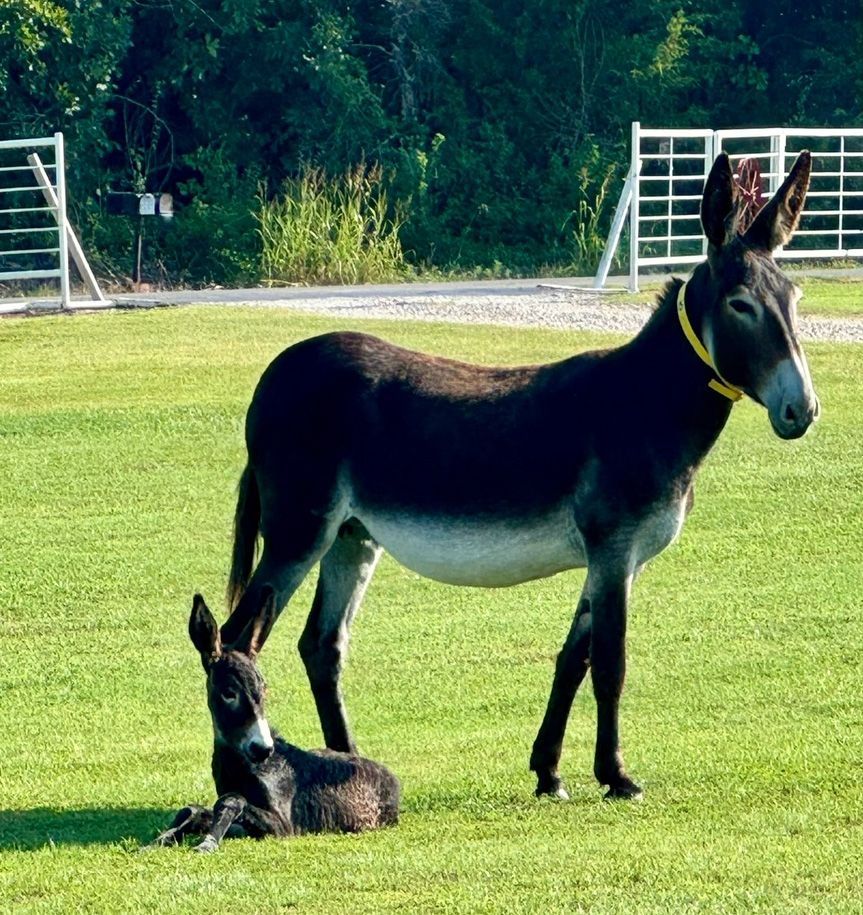 Picture of jenny and baby #5 of 2024