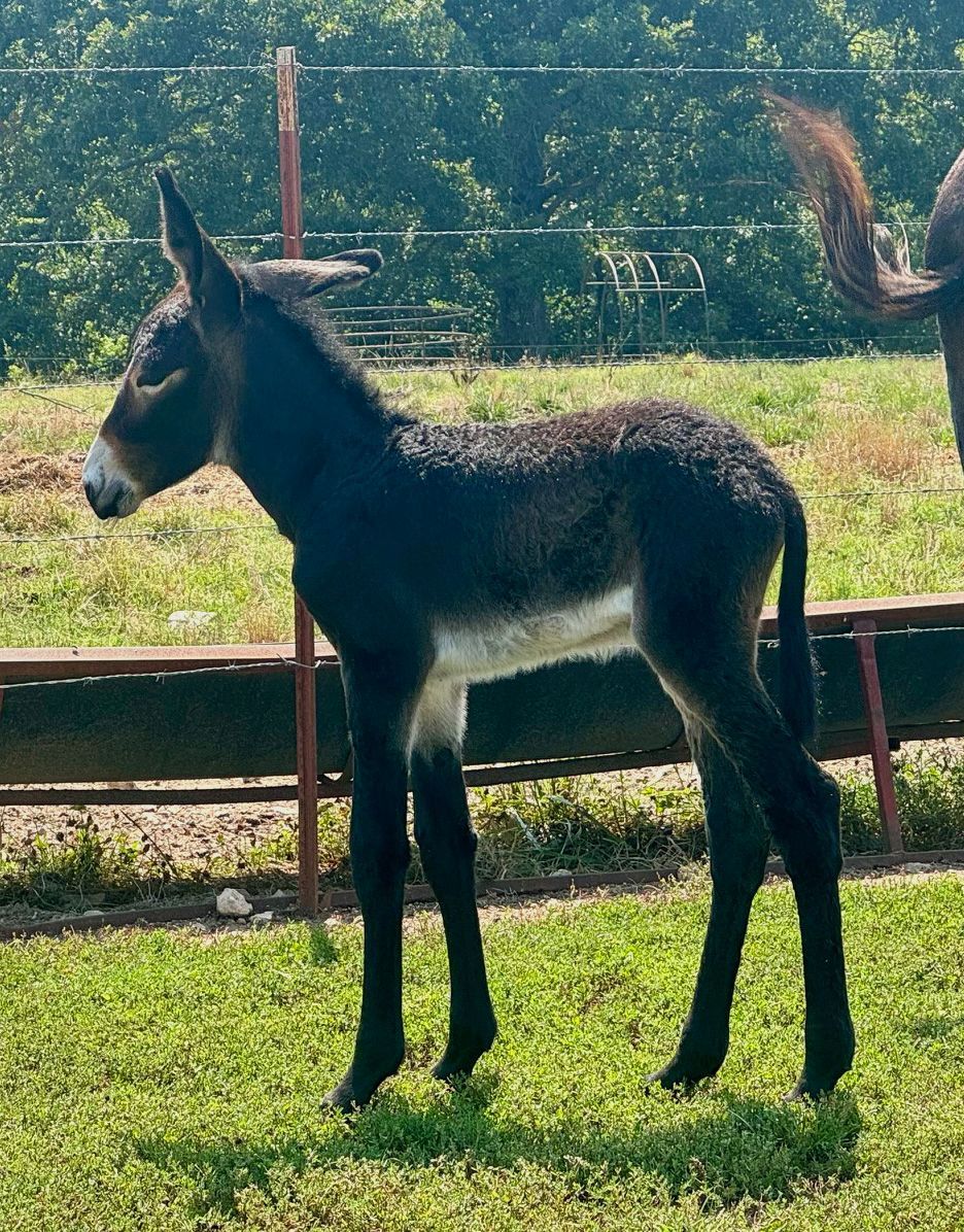 Click for a closer look at foal 5 of 2024 Foal 5 of 2024