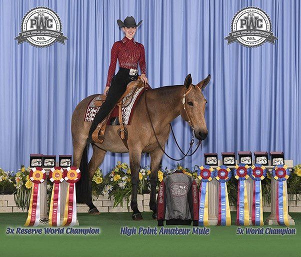 Becca Garrett at the Pinto World Show on Dip-A-Daisy, June, 2021 Becca Garrett at the Pinto World Show on Dip-A-Daisy, June, 2021