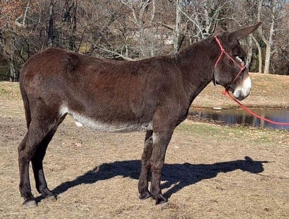 Bee Bee riding donkey photo, 2022 Bee Bee riding donkey photo, 2022