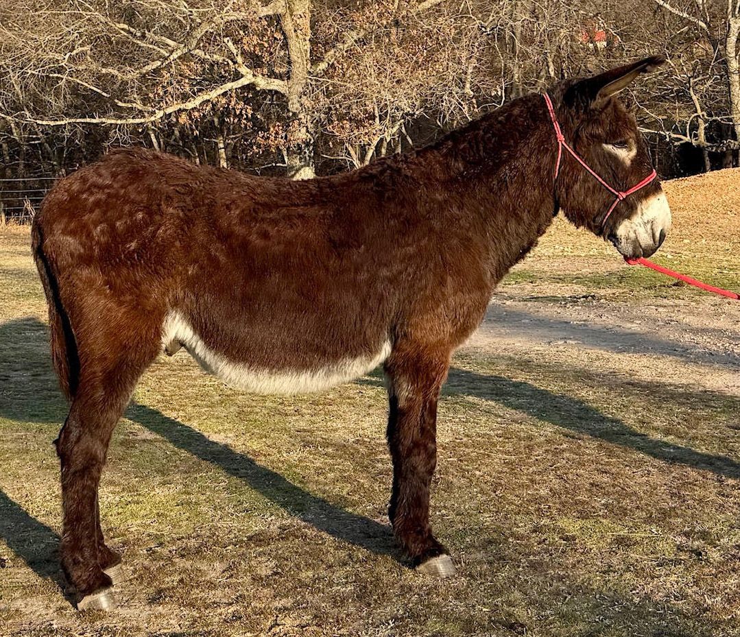Bingo riding donkey photo, 2026 Bingo riding donkey photo, 2026