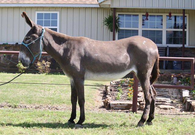 Birdie riding donkey photo, 2023 Birdie riding donkey photo, 2023