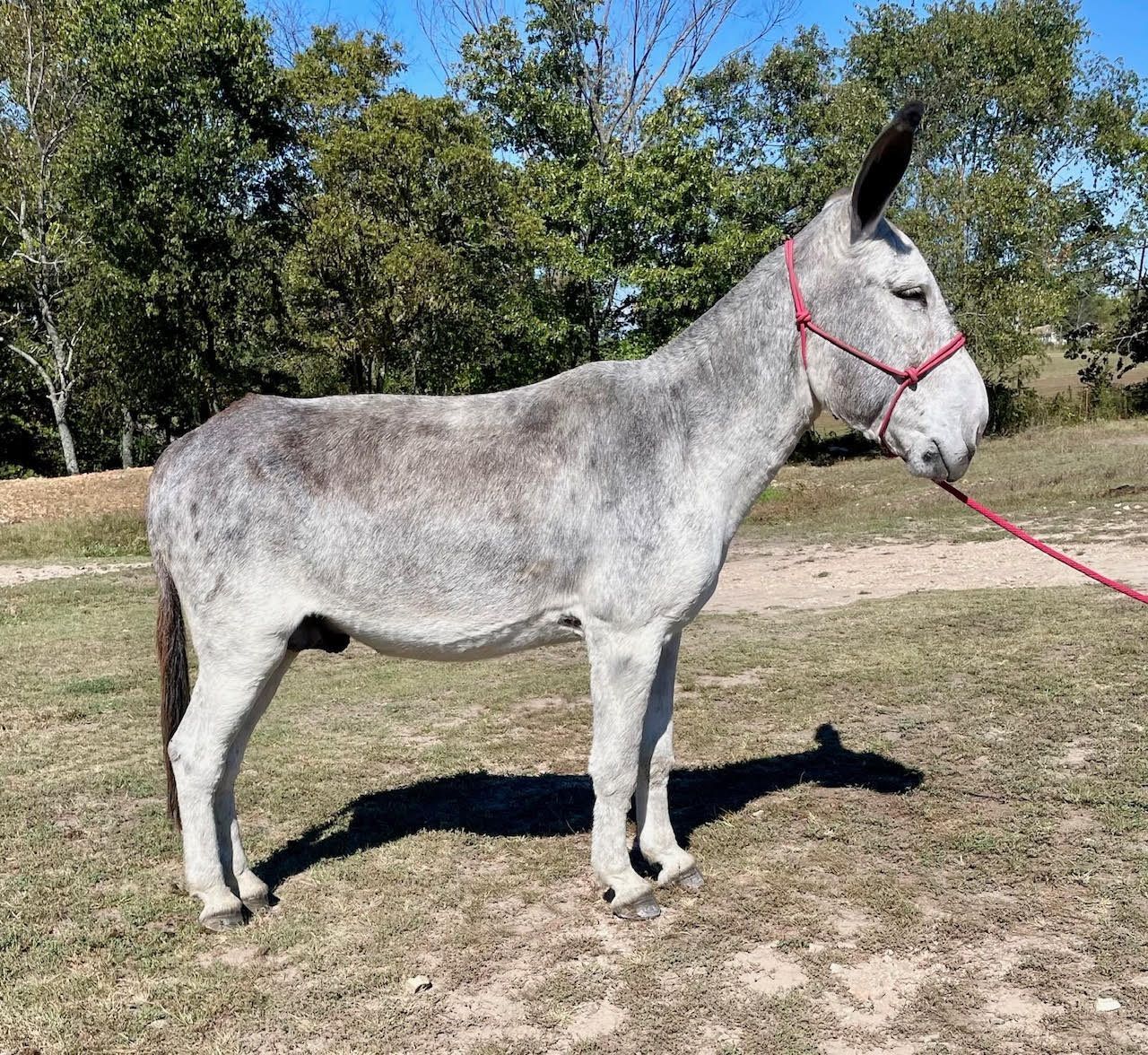 Blue riding donkey photo, click to enlarge Blue riding donkey photo, 2025