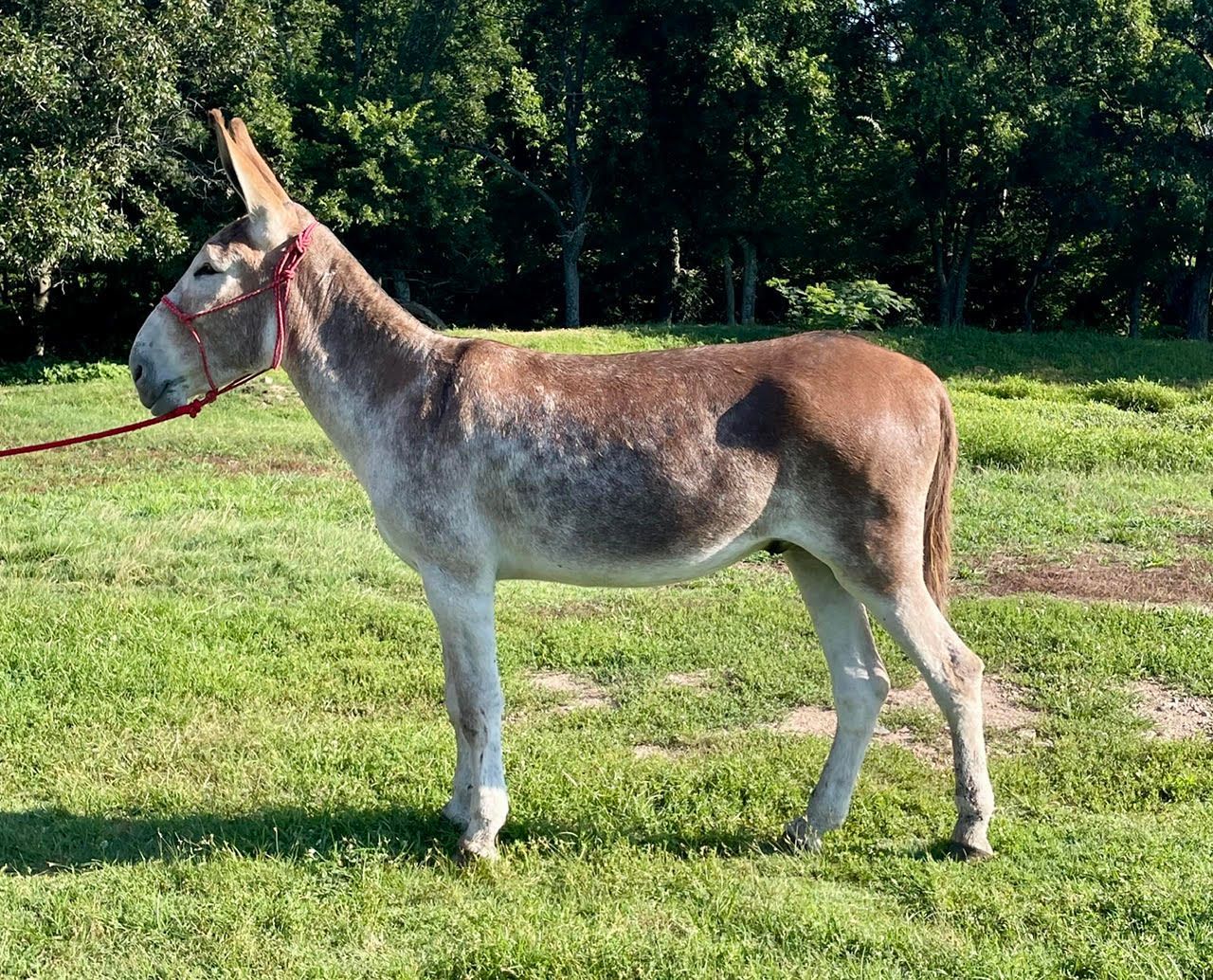 Buckeye riding donkey photo, 2026 Buckeye riding donkey photo, 2026