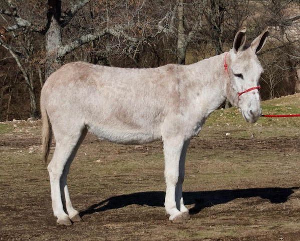 Buttercup riding donkey photo, 2023 Buttercup riding donkey photo, 2023