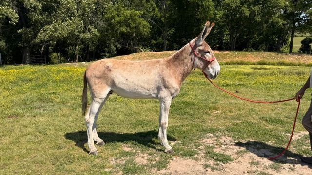 Checker, saddle donkey photo, 2026
