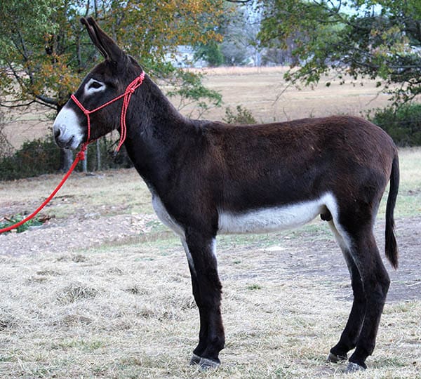Chico riding donkey photo, 2022 Chico riding donkey photo, 2022