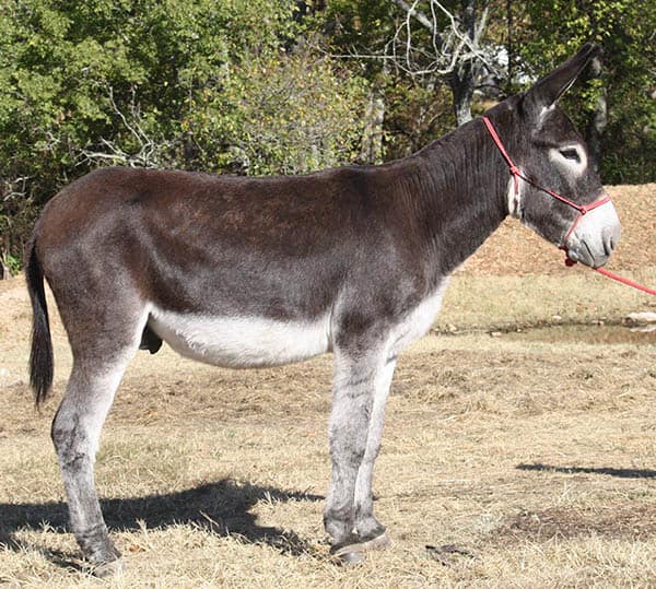 Chilli riding donkey photo, 2022 Chilli riding donkey photo, 2022
