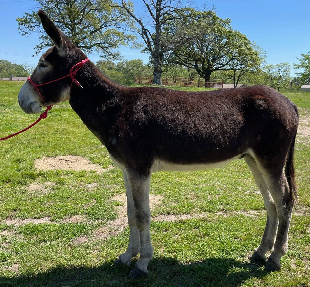 Chino riding donkey photo, 2024 Chino riding donkey photo, 2024