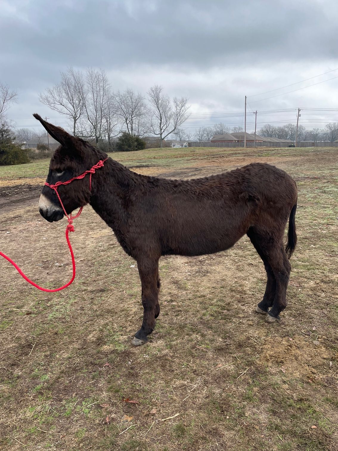 Coal Miner saddle donkey photo, 2023
