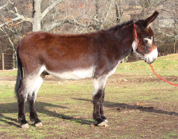 Coffee riding donkey photo, 2022 Coffee riding donkey photo, 2022
