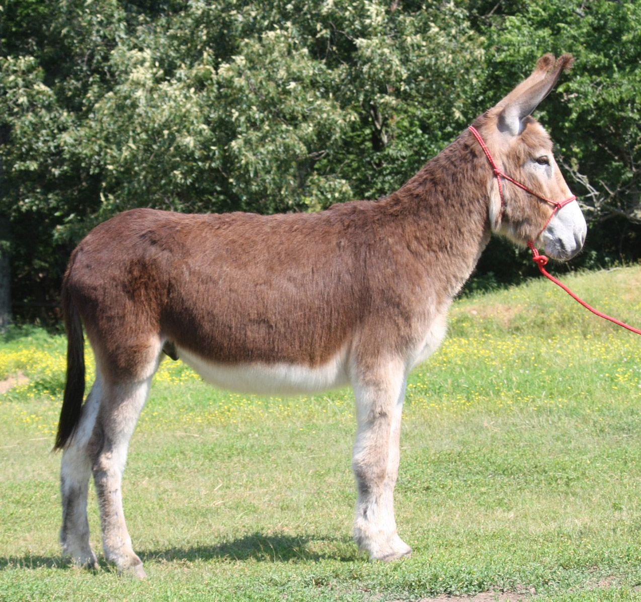 Copper riding donkey photo, 2023 Copper riding donkey photo, 2023