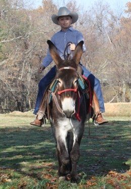 Cowboy Tough Cowboy Tough