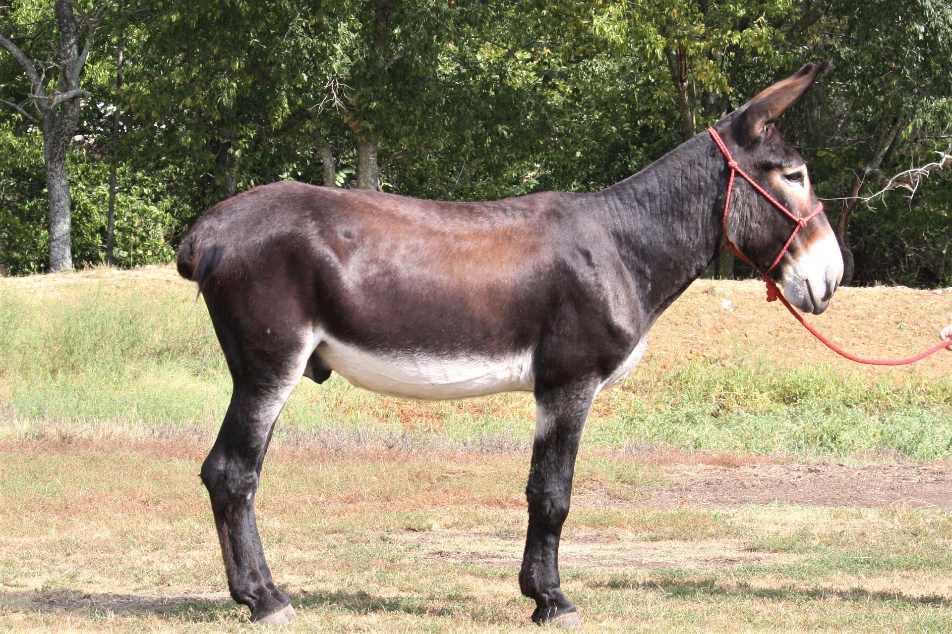 Diego riding donkey photo, 2023