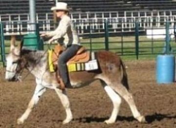 Dutch barrel racing