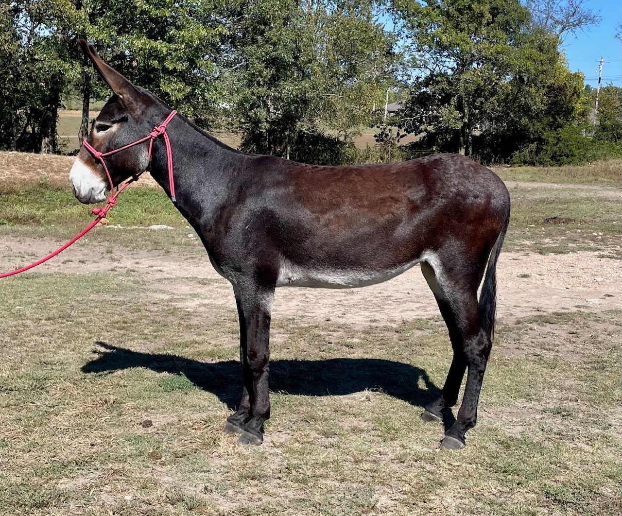 Fancy riding donkey photo, click to enlarge Fancy riding donkey photo, 2025