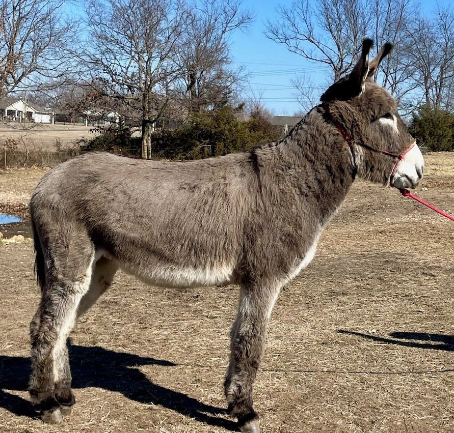 Ferdinand riding donkey photo, 2025 Ferdinand riding donkey photo, 2025