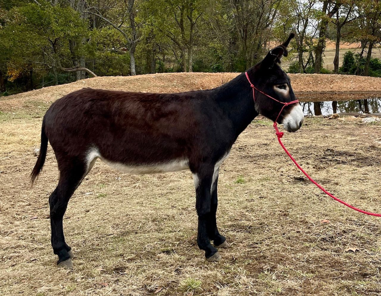 Floppy saddle donkey photo, 2024 Floppy, saddle donkey photo, 2024