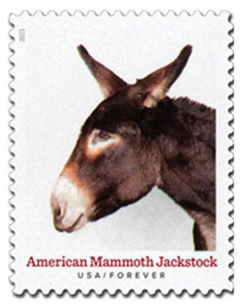 US postage stamp bearing a photo of a Garrett Mammoth Jackstock donkey once ridden by Dozer.