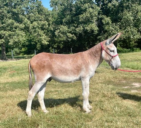 Hoover  riding donkey photo, 2026