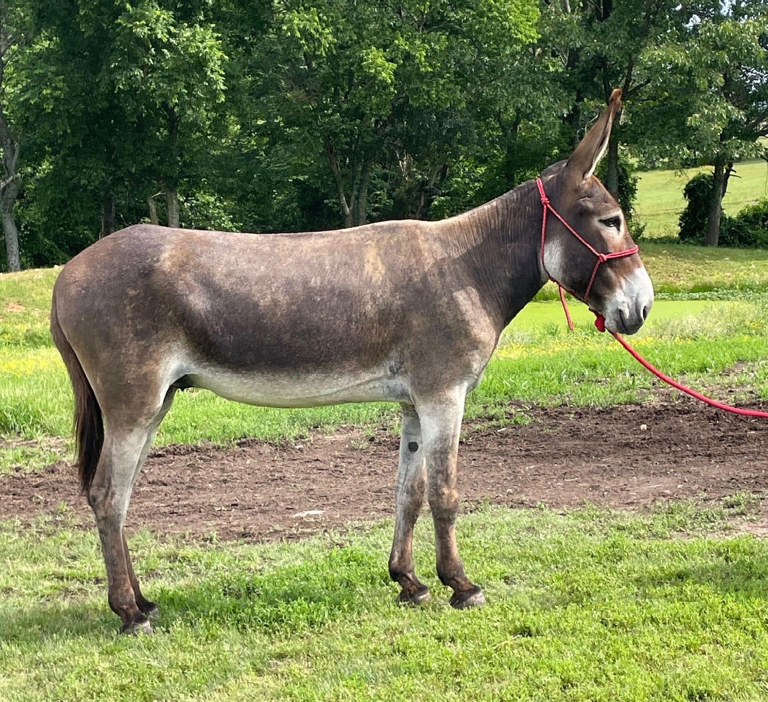 Click for a closer look at Gringo Gringo, saddle donkey photo, 2025